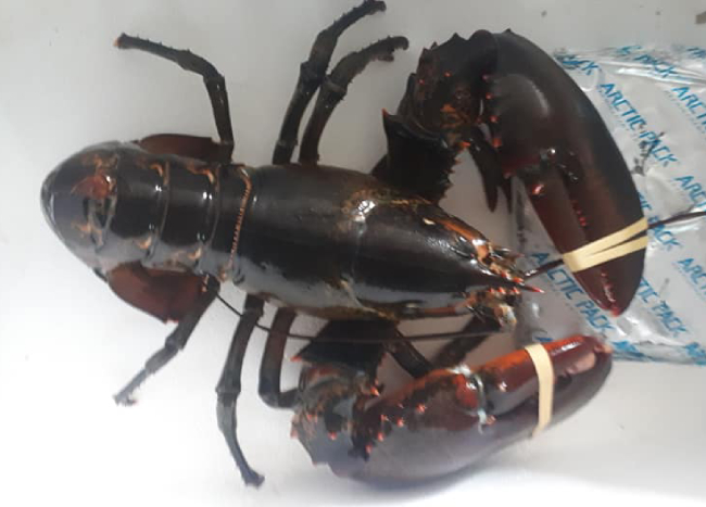 Tôm hùm Lobster Nova Scotia Canada Xông Nhiệt